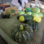 「もったり」した食感と、「雉の羽のような模様」！白山市場で新潟の伝統野菜「関屋かぼちゃ」を買ってきた
