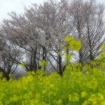 弥彦村周辺。4月初旬新潟の桜前線を確認しに行ってきました！